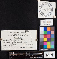 Bovista plumbea image