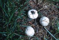 Bovista plumbea image