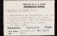 Bovista plumbea image