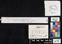 Bovista plumbea image