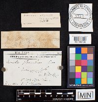 Bovista plumbea image