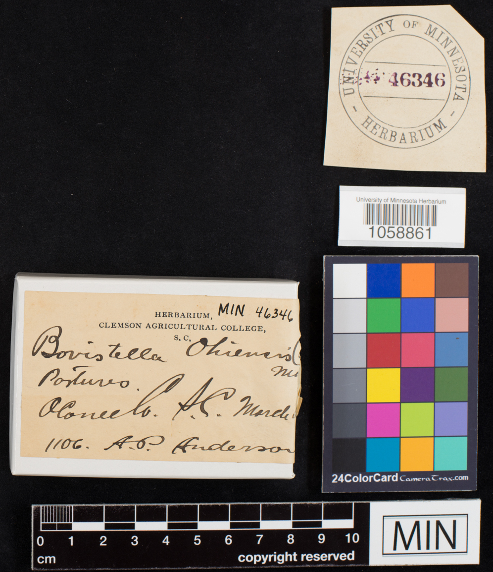 Bovistella ohiensis image