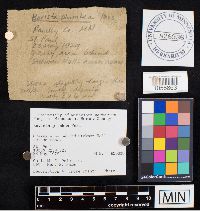 Bovista plumbea image