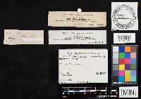 Bovista plumbea image