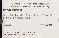 Bovista plumbea image