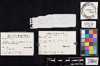 Bovista plumbea image