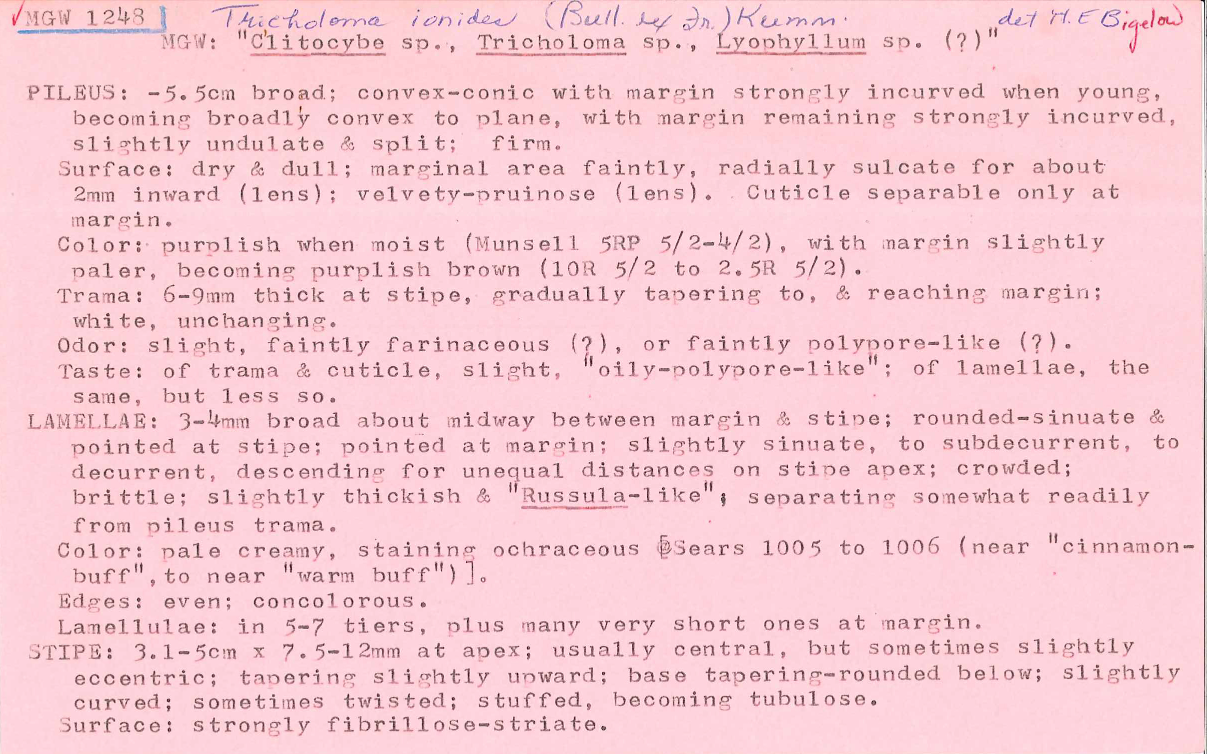 Rugosomyces ionides image