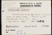 Rugosomyces ionides image