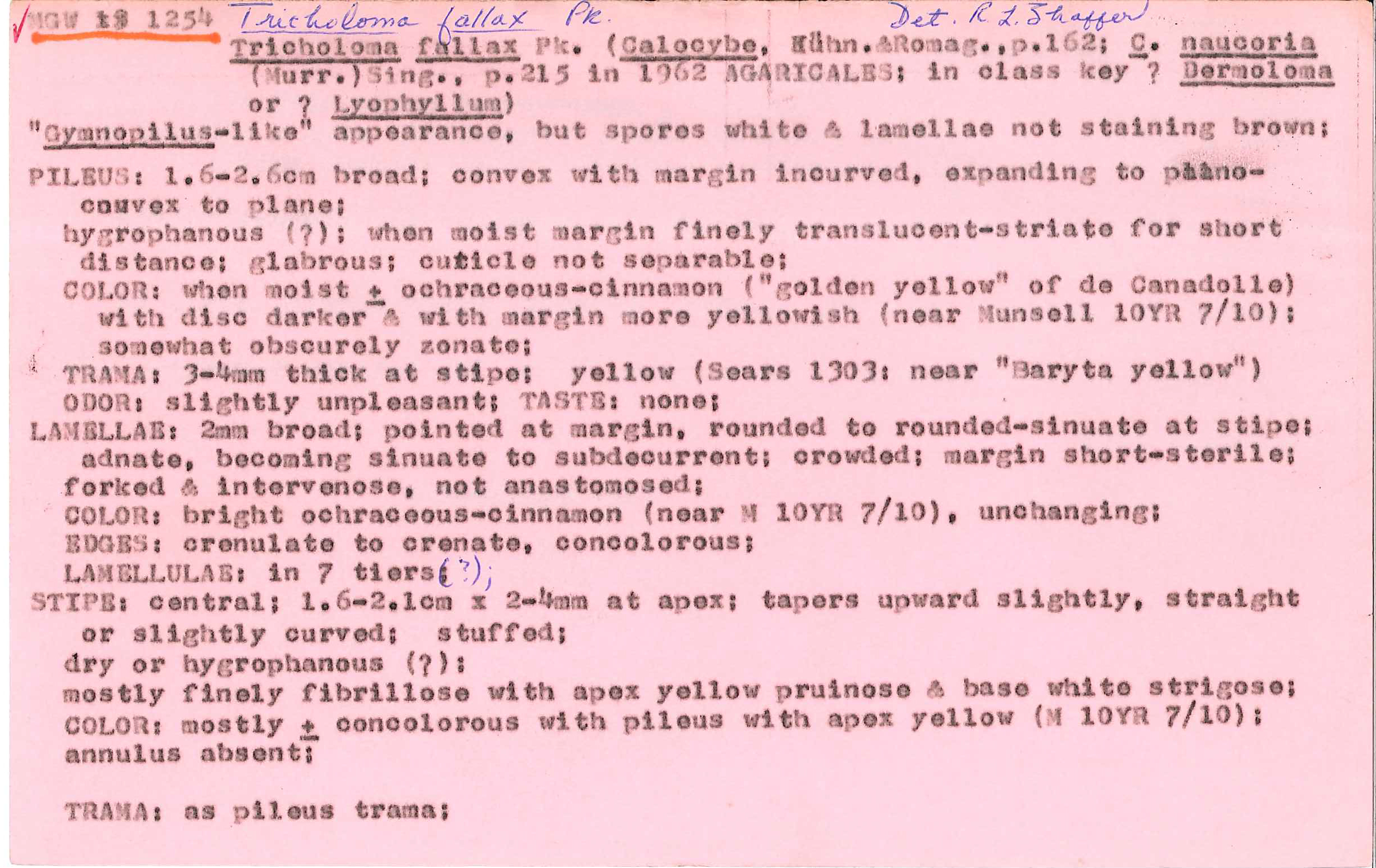 Calocybe fallax image