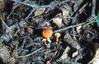 Calocybe fallax image