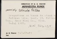 Calocybe fallax image