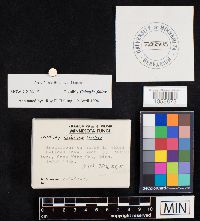 Calocybe fallax image