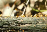 Calocera cornea image
