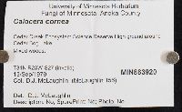 Calocera cornea image