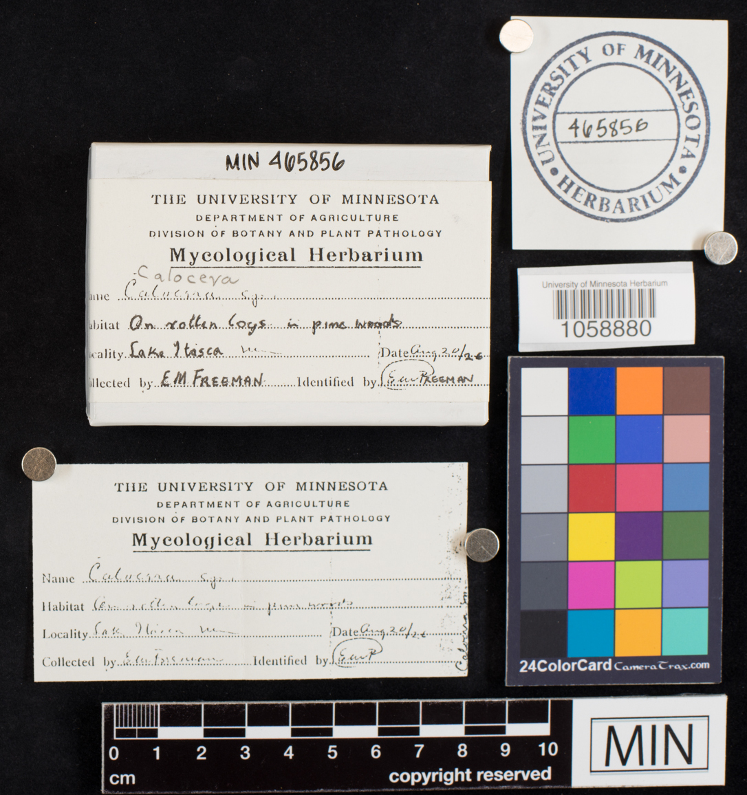 Dacrymycetaceae image