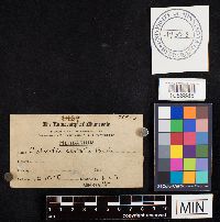 Lycoperdon utriforme image