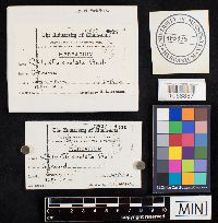 Lycoperdon utriforme image