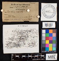 Lycoperdon utriforme image