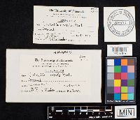 Lycoperdon utriforme image