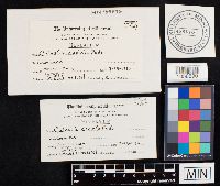 Lycoperdon utriforme image