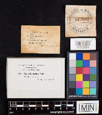 Lycoperdon utriforme image