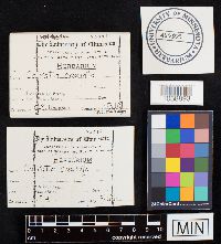 Lycoperdon utriforme image