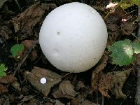 Calvatia gigantea image