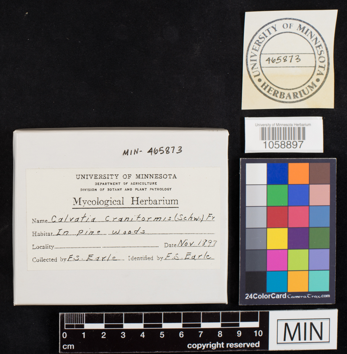 Calvatia craniiformis image