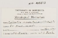 Calvatia craniiformis image