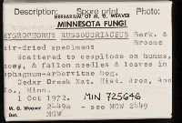 Hygrocybe russocoriacea image