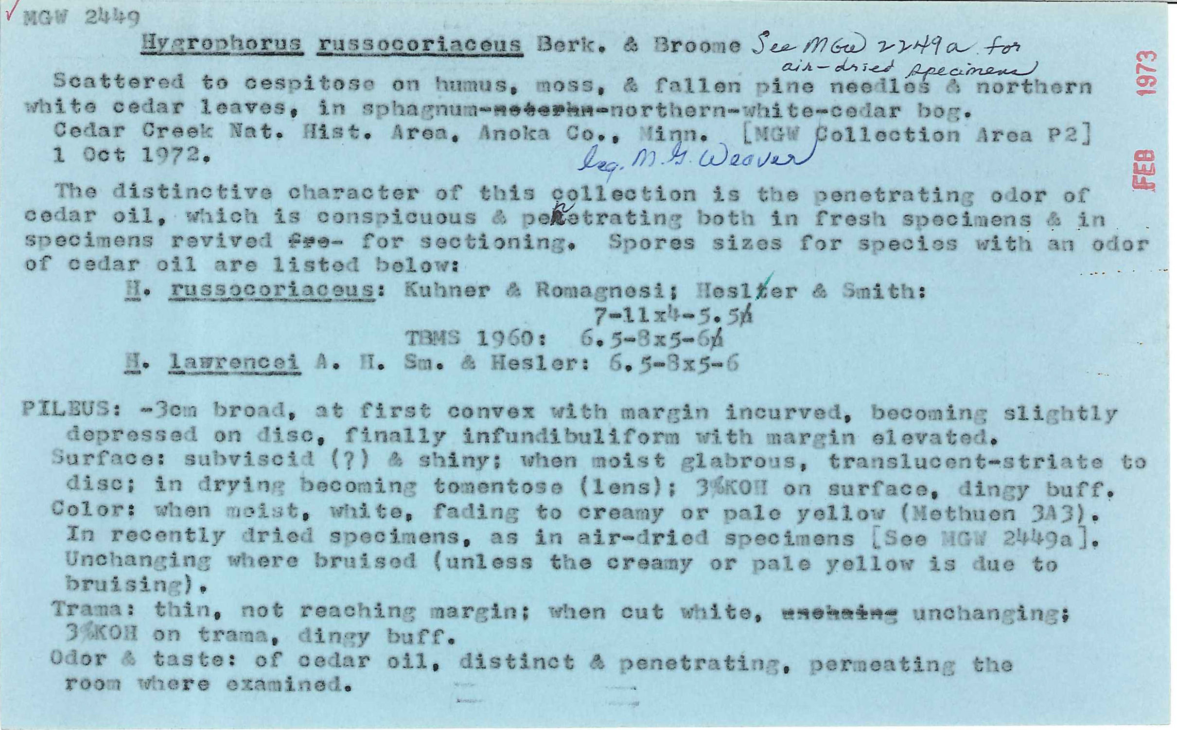 Hygrocybe russocoriacea image