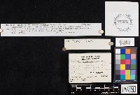 Hygrocybe russocoriacea image