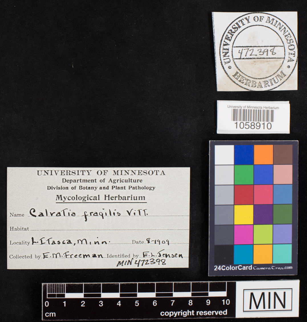 Calvatia fragilis image