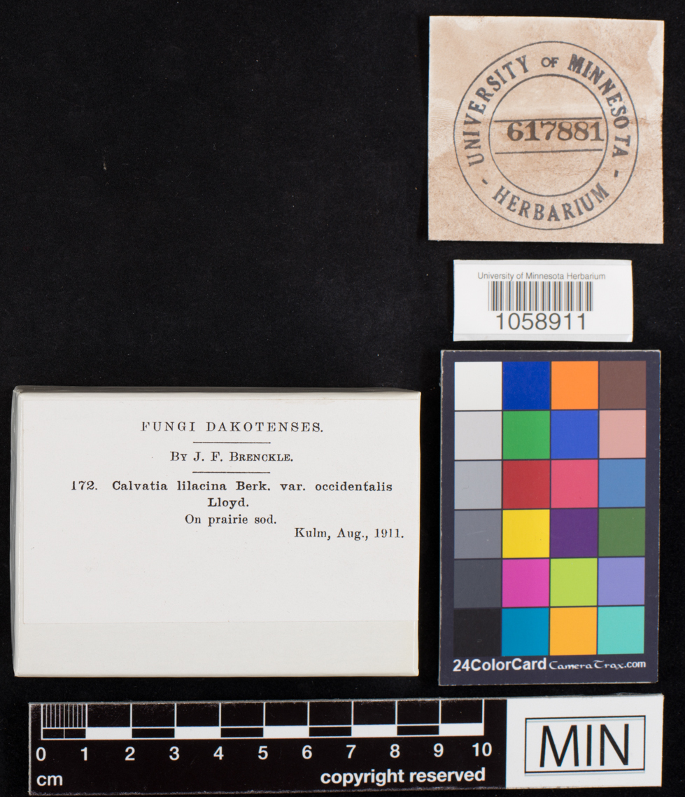 Calvatia lilacina image