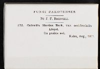 Calvatia lilacina image