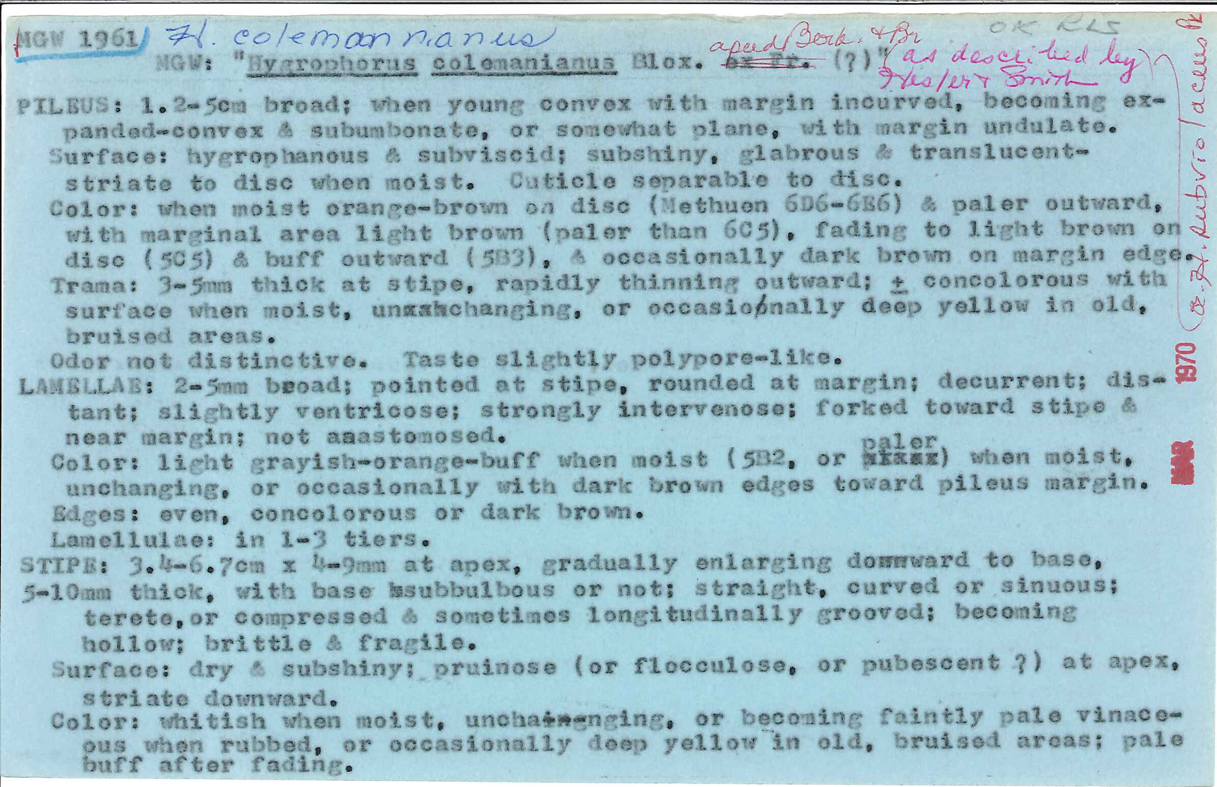 Hygrocybe colemanniana image