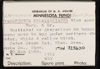 Hygrocybe colemanniana image