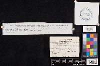 Hygrocybe colemanniana image