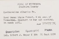 Cantharellus cibarius image