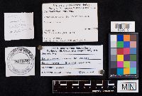 Cantharellula umbonata image