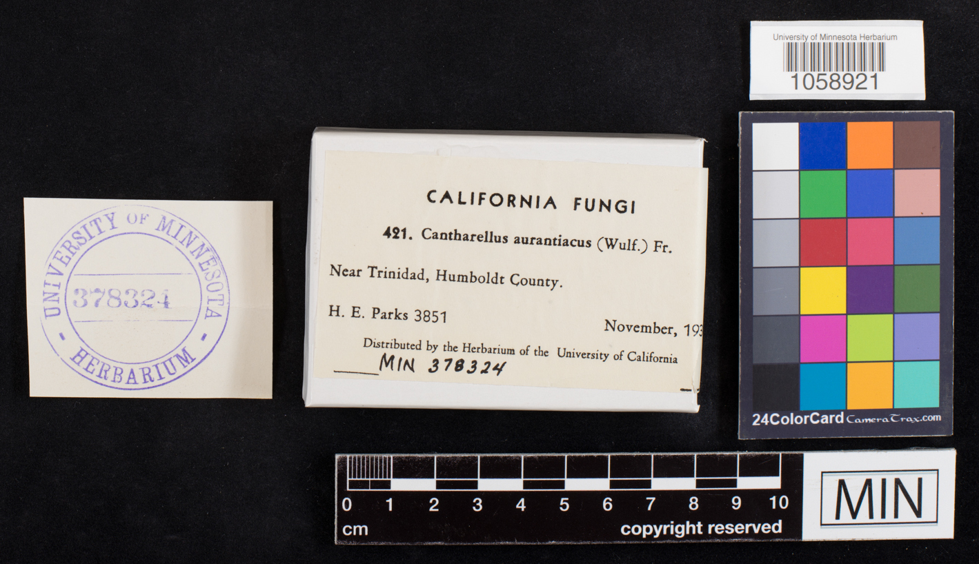 Cantharellus aurantiacus image