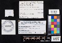 Cantharellula umbonata image