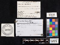 Cantharellula umbonata image