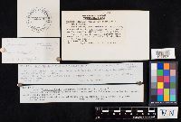 Cantharellula umbonata image