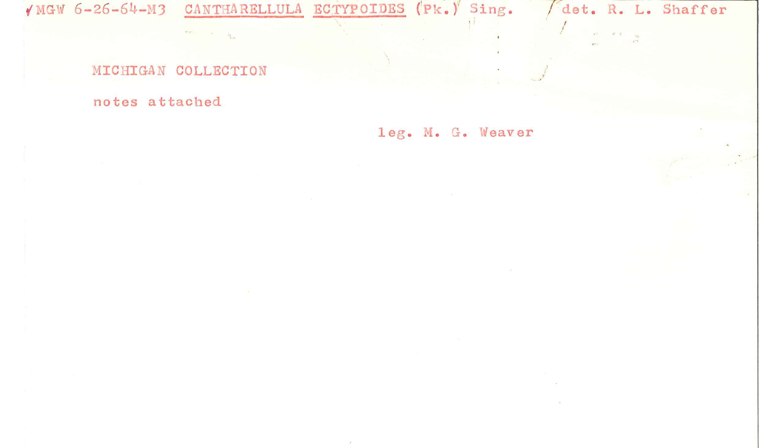 Pseudoarmillariella ectypoides image