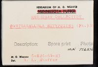 Pseudoarmillariella ectypoides image