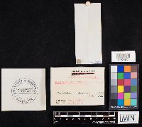 Pseudoarmillariella ectypoides image