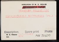 Pseudoarmillariella ectypoides image