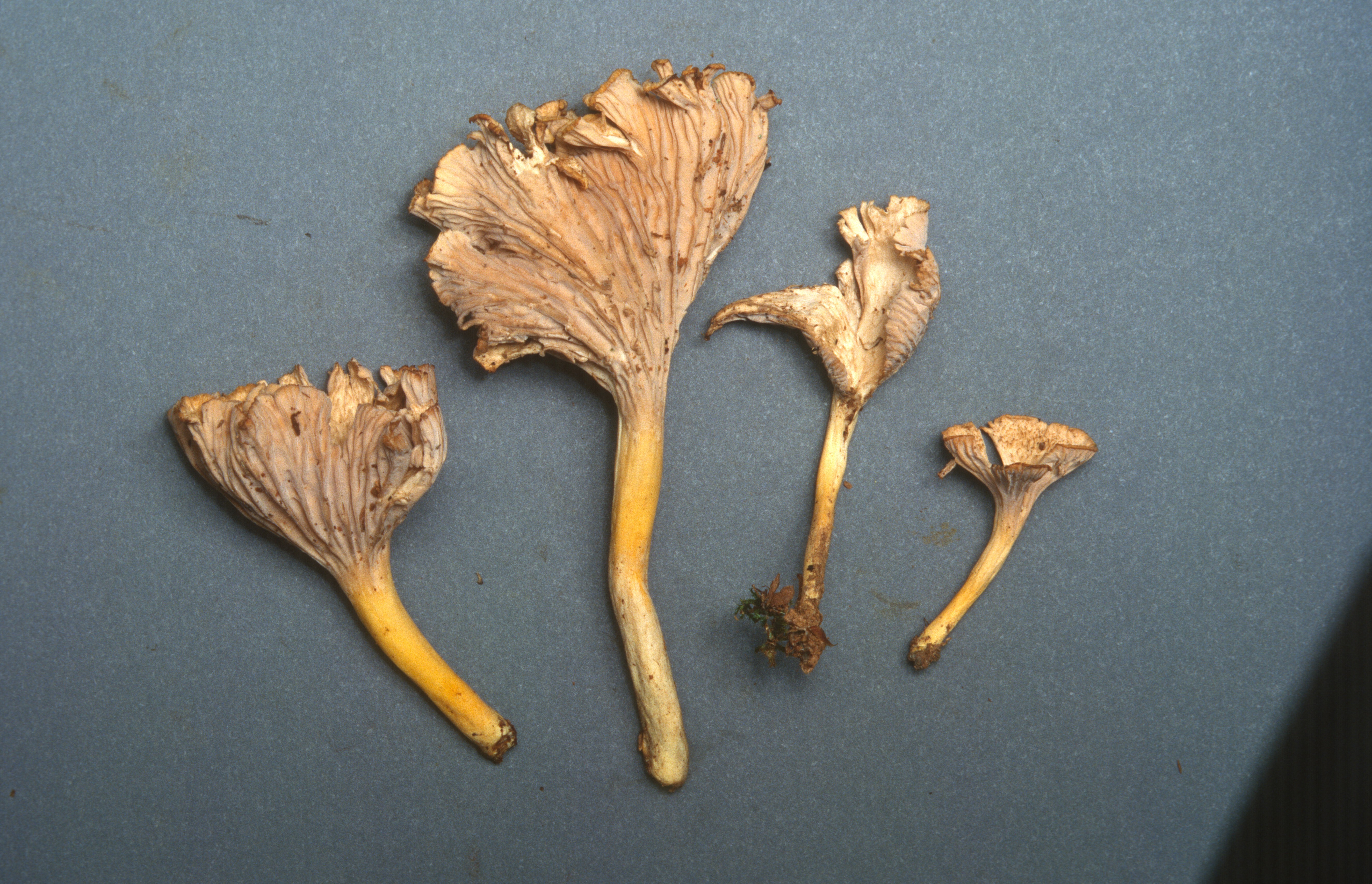 Cantharellus ignicolor image