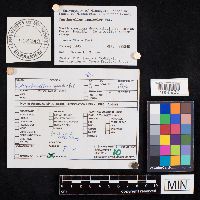 Cantharellus ignicolor image